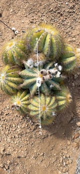 Balloon Cactus cluster measured at about 16 inches across