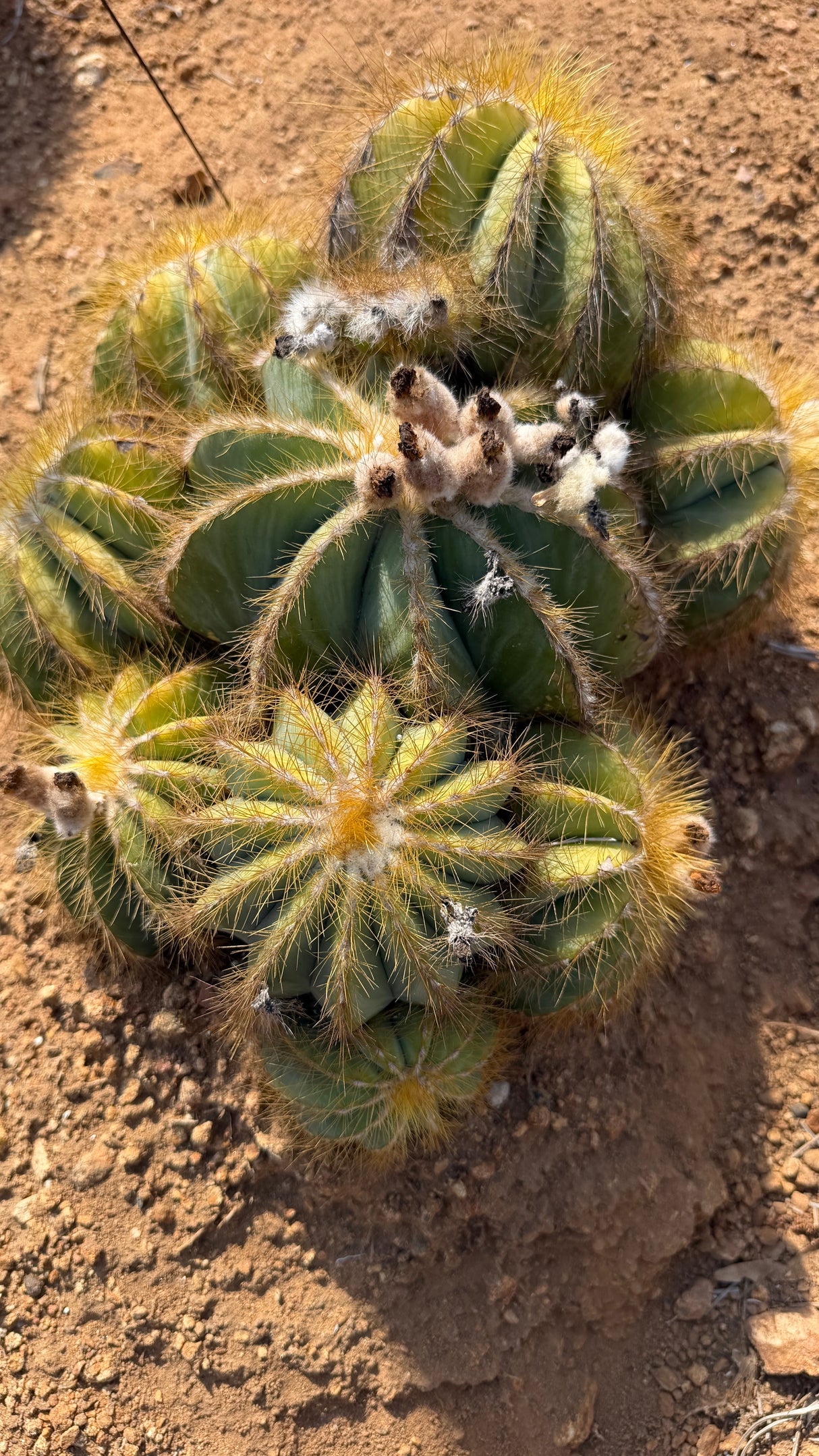 Parodia magnifica Balloon Cactus cluster with blue green ribs and golden bristles