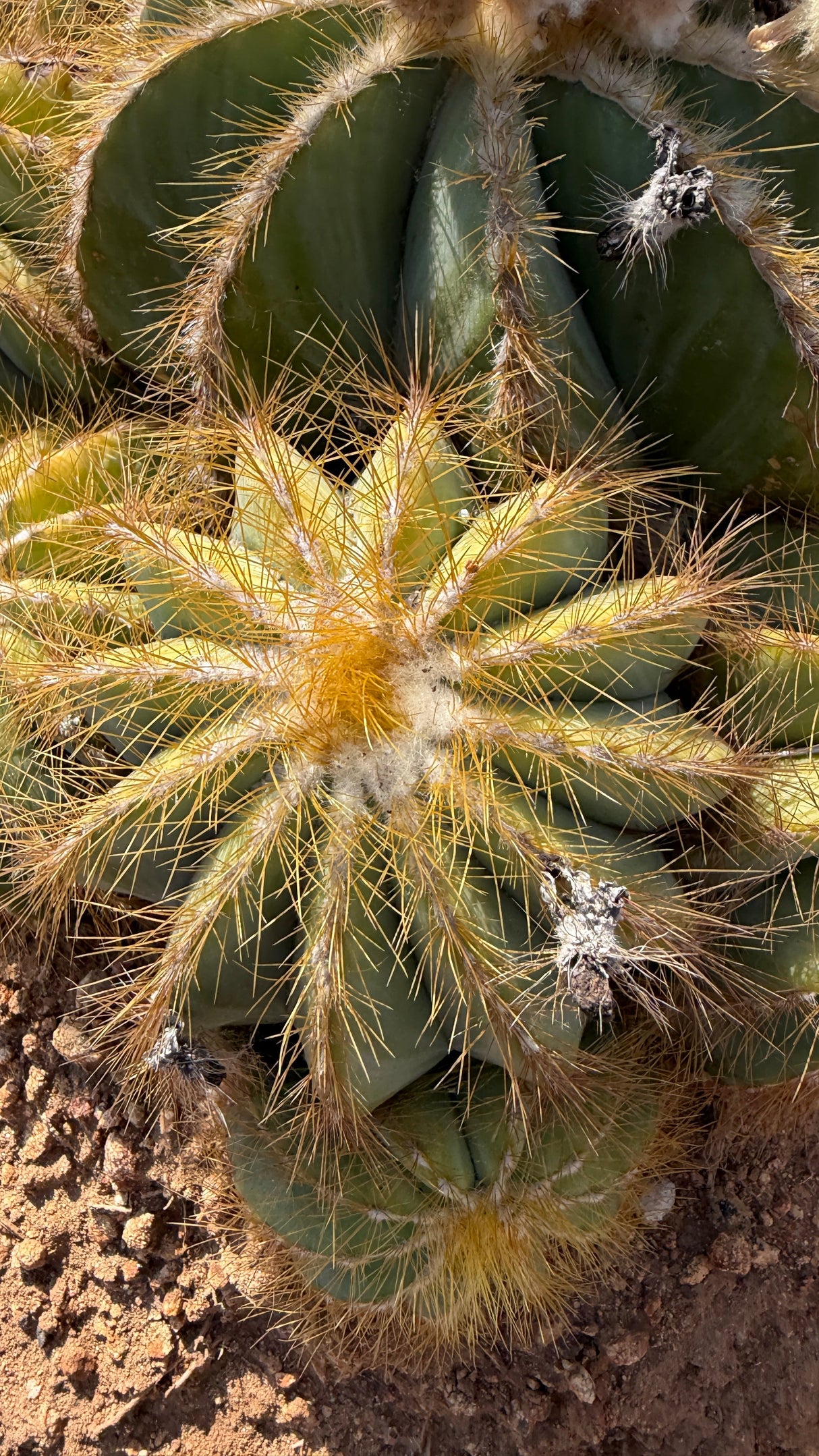 Close view of the Balloon Cactus heads with spent bloom pods