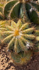 Close view of the Balloon Cactus heads with spent bloom pods