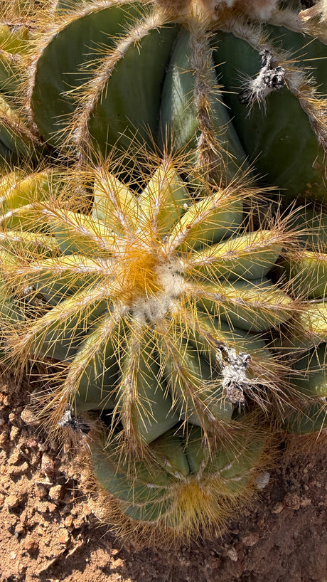 Close view of the Balloon Cactus heads with spent bloom pods
