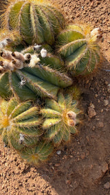 Multi-head Parodia magnifica cluster growing in the ground