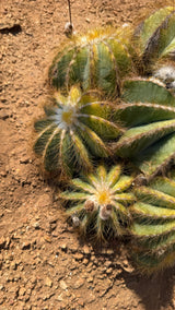 Golden bristled ribs of the Balloon Cactus cluster up close