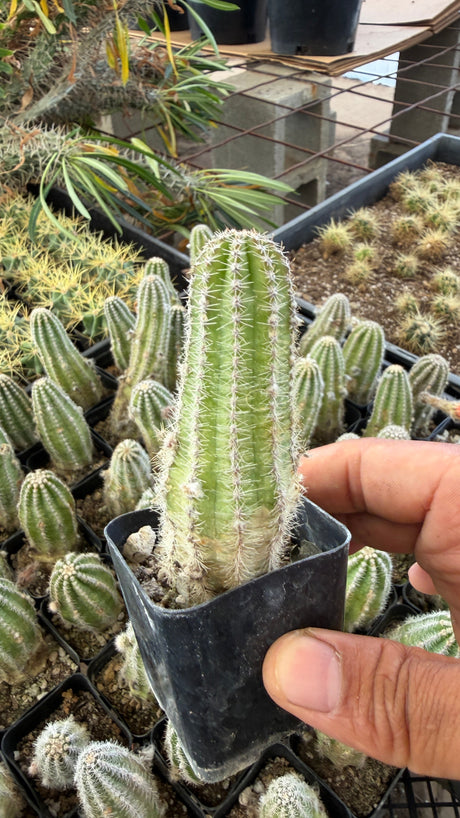 Large Peanut Cactus Echinopsis chamaecereus column in 2 inch pot