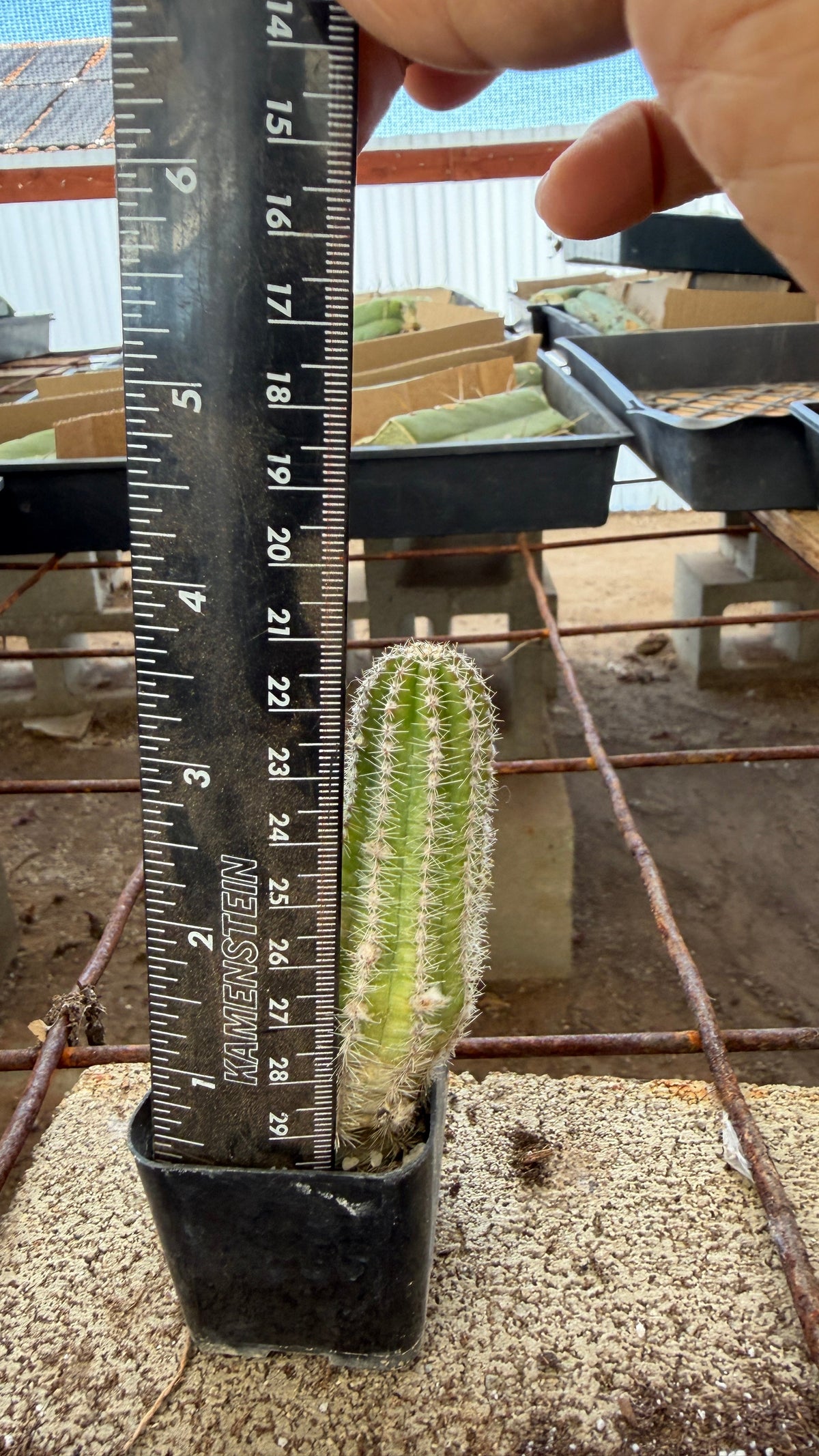 Large Peanut Cactus Echinopsis chamaecereus with ruler showing about 3.5 inches tall