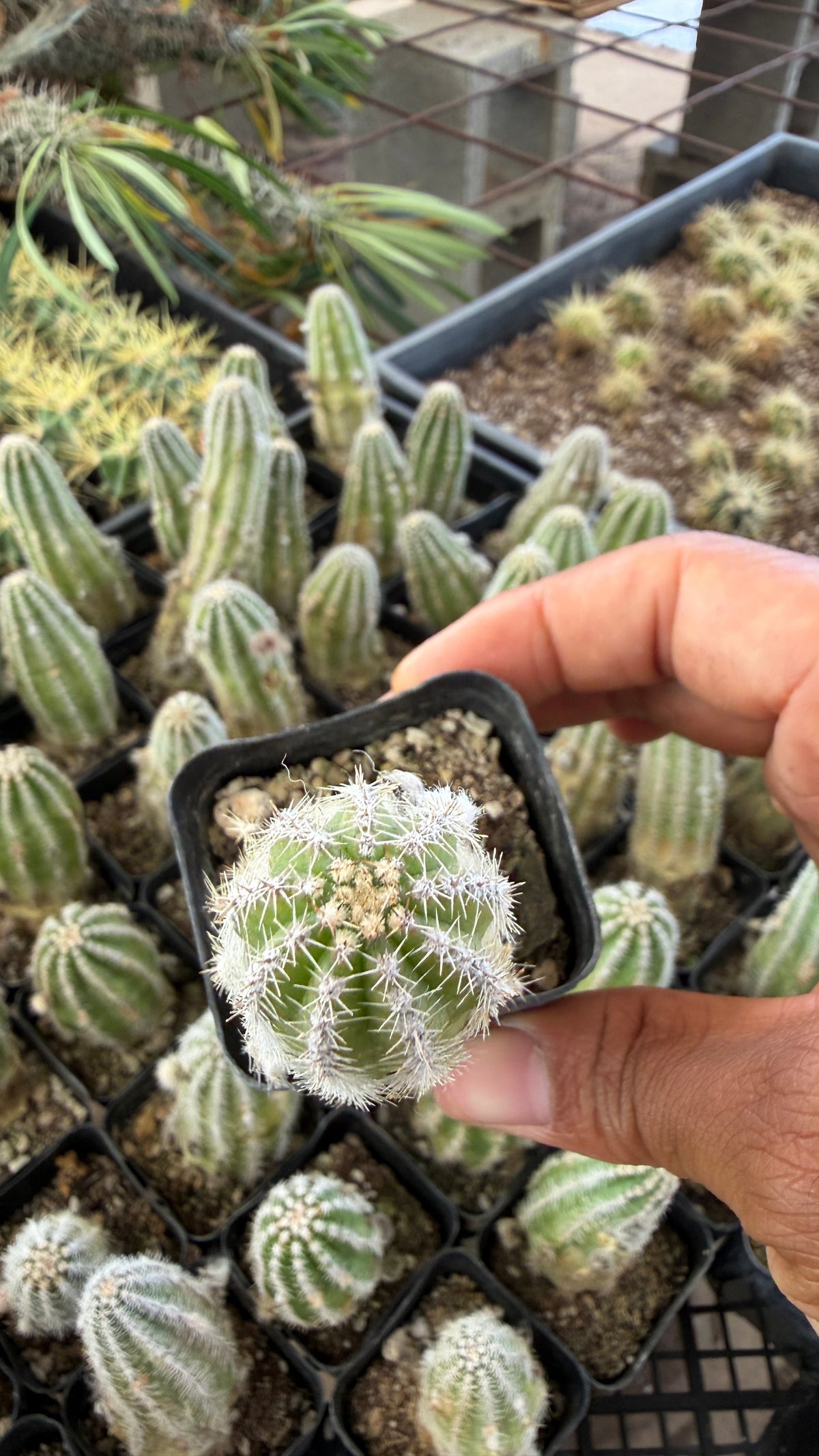 Large Peanut Cactus Echinopsis chamaecereus top view