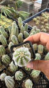 Large Peanut Cactus Echinopsis chamaecereus top view