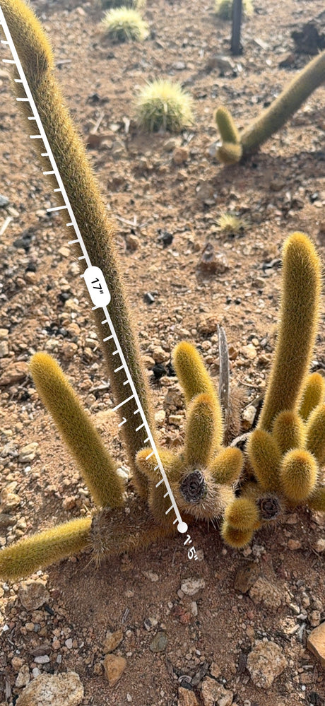 Golden Rat Tail longest stem measured at about 17 inches with an AR ruler