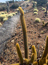 Golden Rat Tail cactus showing dense soft golden bristles on each tail