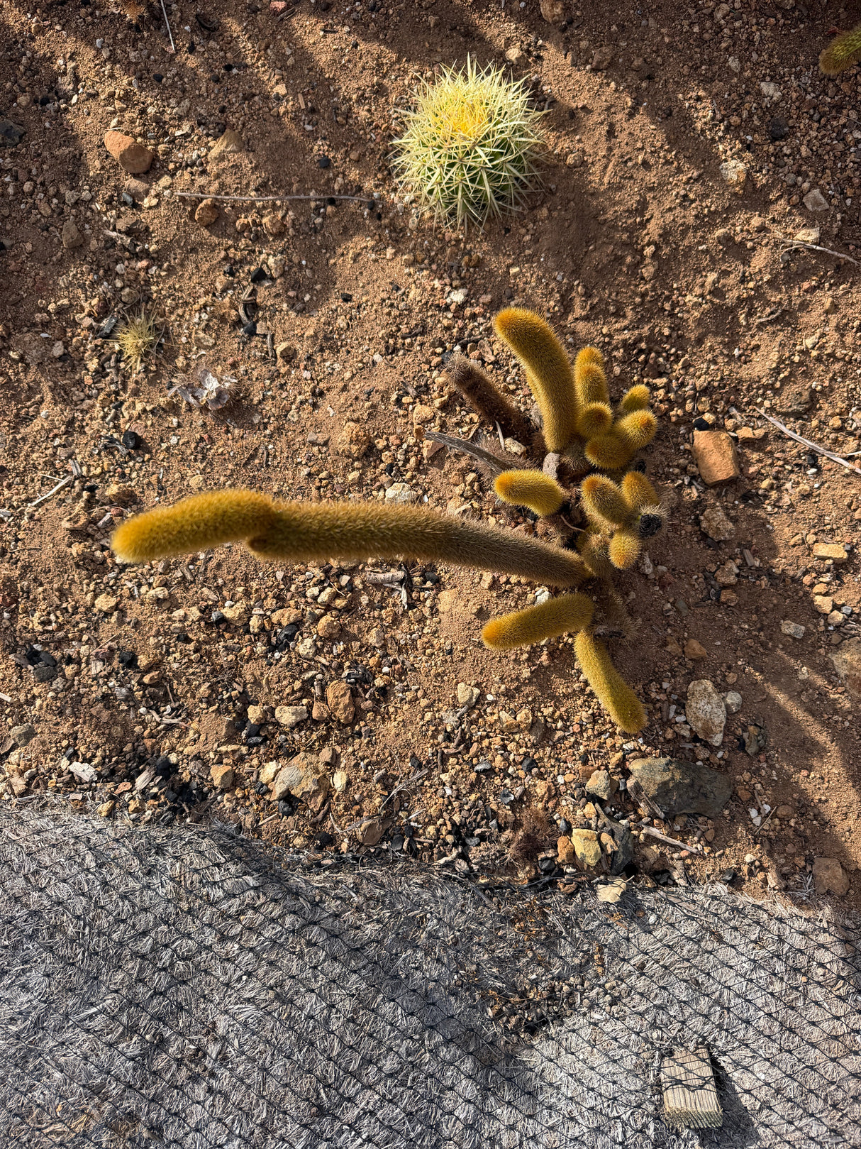 Multi stem Golden Rat Tail mother plant at Cactus Warehouse