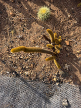 Multi stem Golden Rat Tail mother plant at Cactus Warehouse