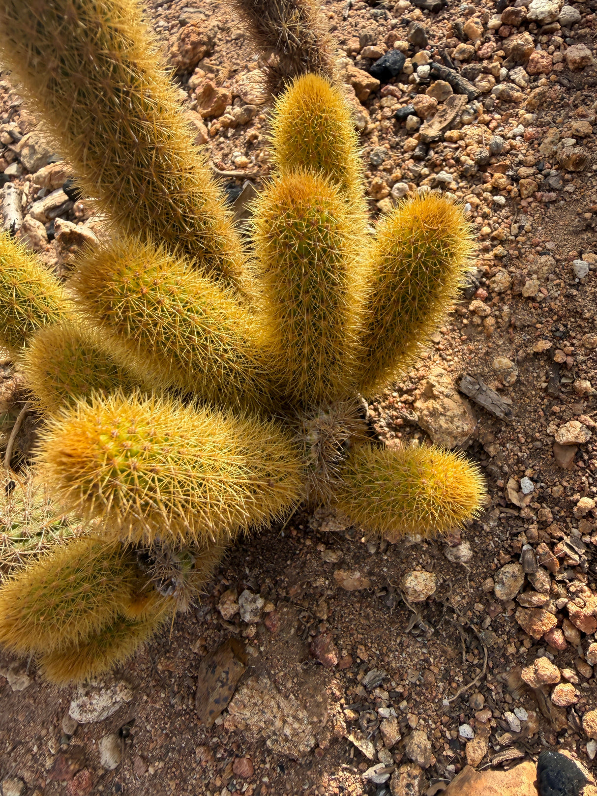 Close view of Golden Rat Tail cactus stems and golden spination