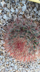 Close view of rose-red cactus spines and long white cobwebby hair