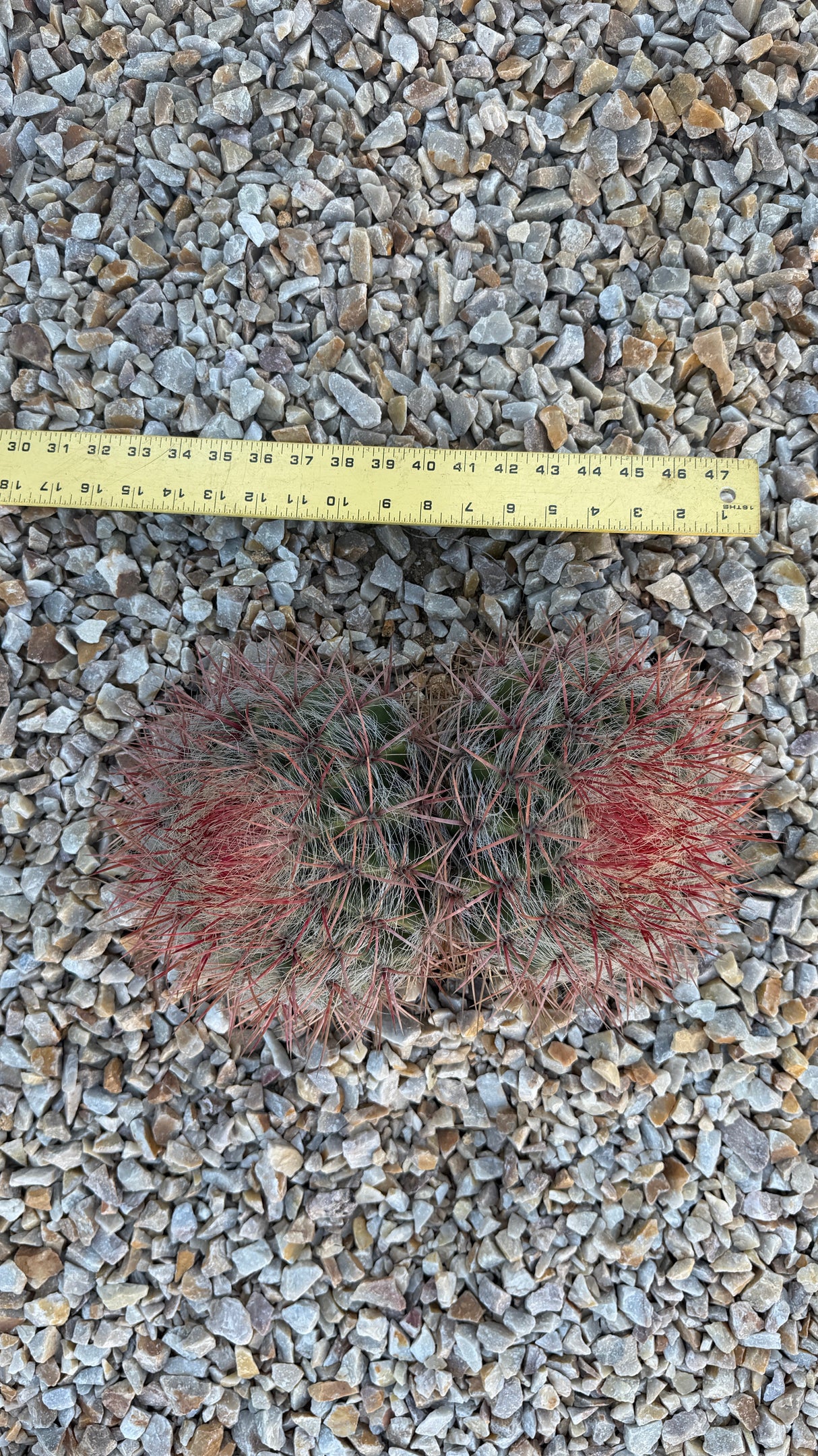 Clustering red-spined barrel cactus mound about 8 inches across shown beside a ruler