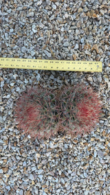 Clustering red-spined barrel cactus mound about 8 inches across shown beside a ruler