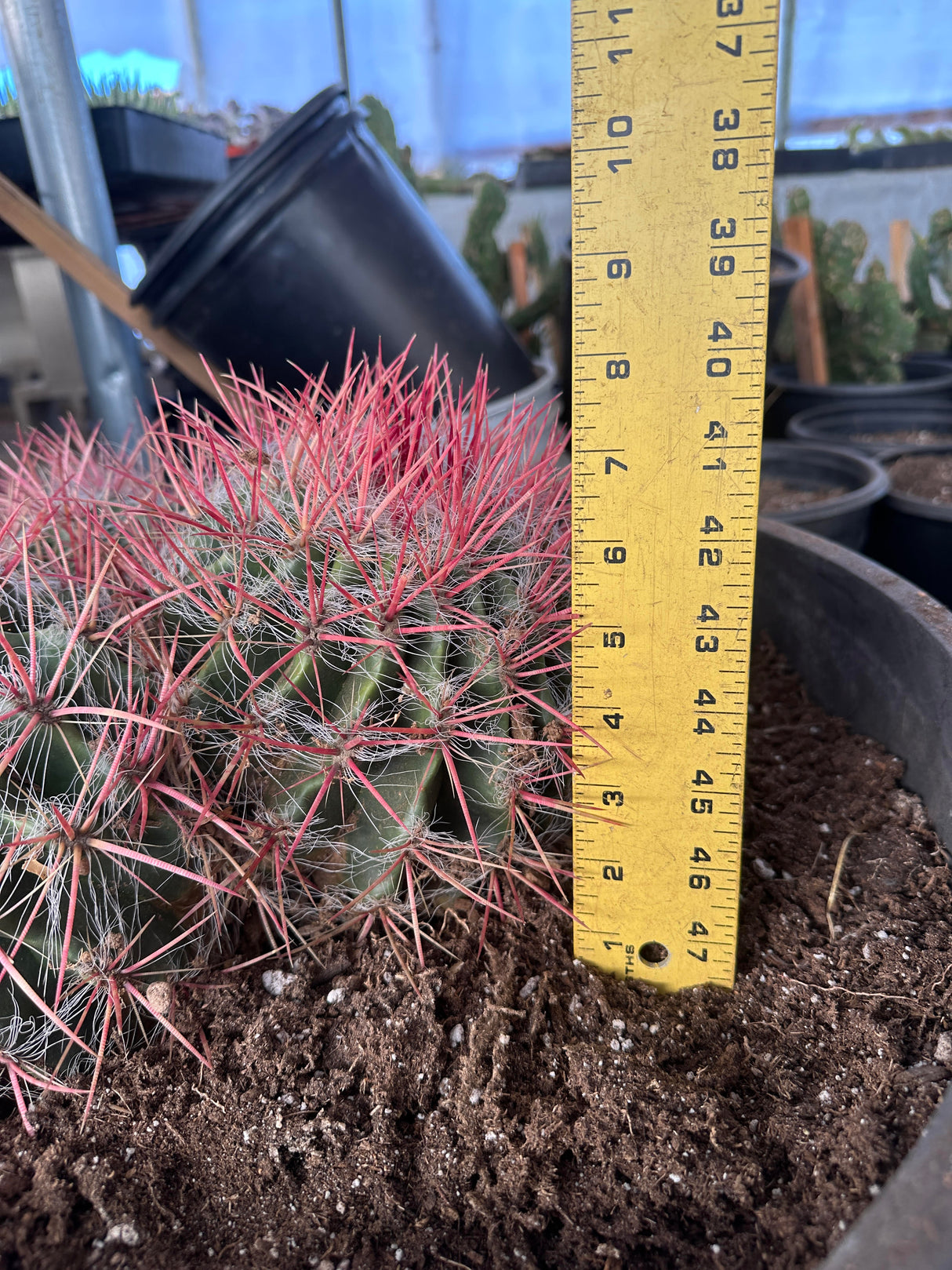 Red Barrel Cactus- Ferocactus sp. Cluster