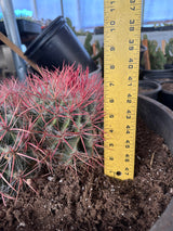 Red Barrel Cactus- Ferocactus sp. Cluster