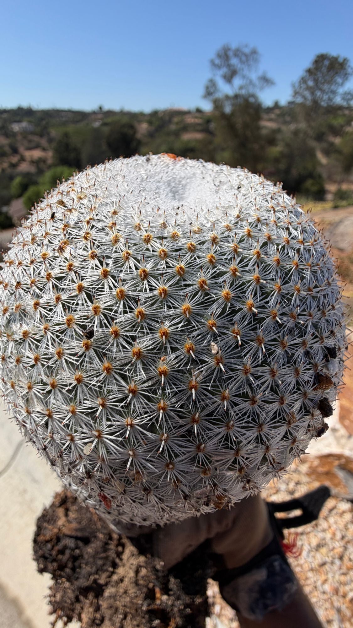 Snowball Cactus Mammillaria candida bare root specimen covered in white spines, exact plant for sale