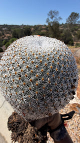 Snowball Cactus Mammillaria candida bare root specimen covered in white spines, exact plant for sale