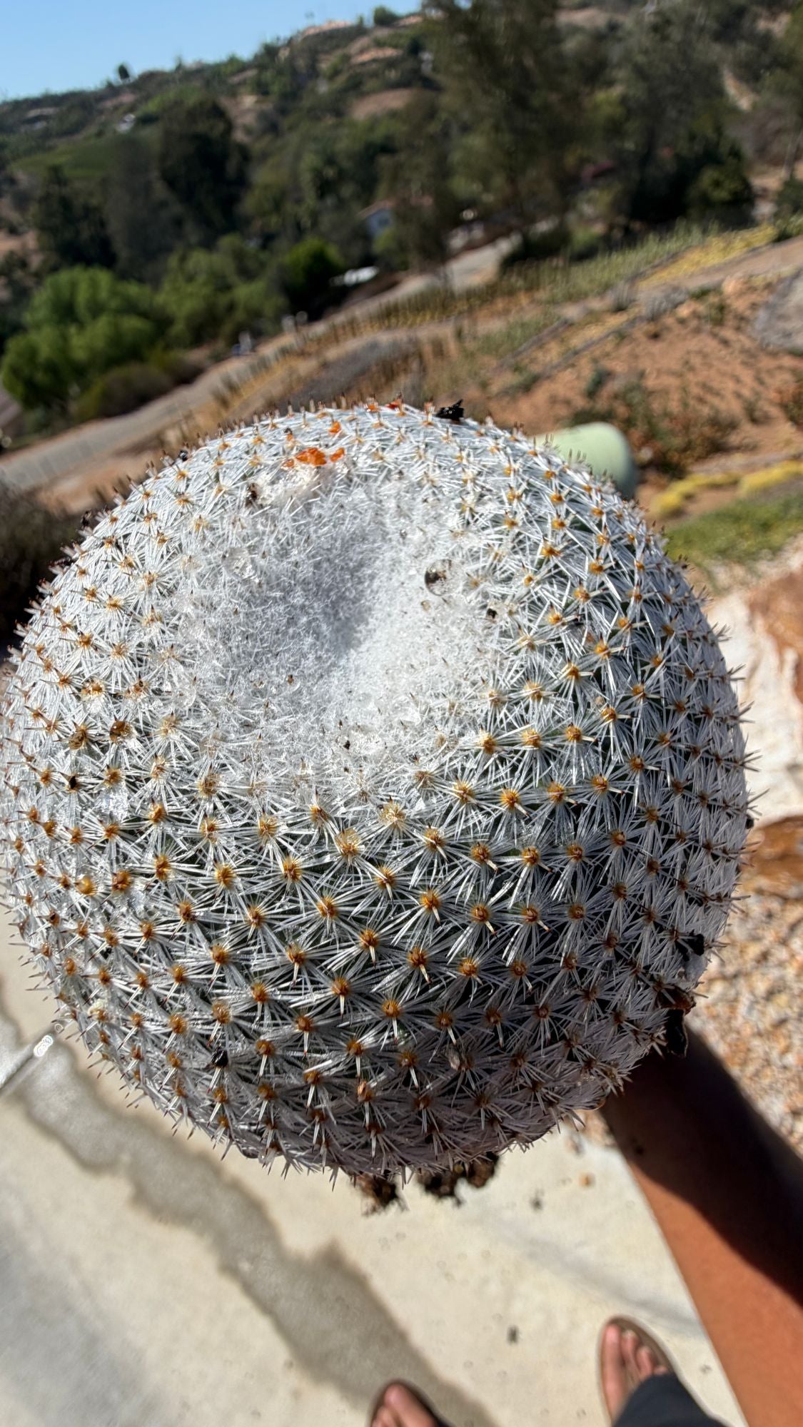 Snowball Cactus Mammillaria candida top view showing white starburst spines and woolly crown
