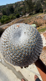 Snowball Cactus Mammillaria candida top view showing white starburst spines and woolly crown