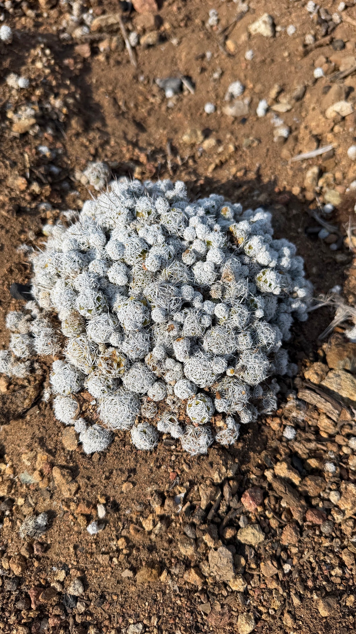 Mammillaria gracilis Thimble Cactus mound about 6 inches across growing in the ground