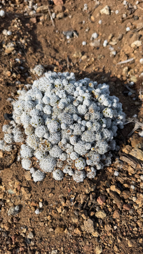 Mammillaria gracilis Thimble Cactus mound about 6 inches across growing in the ground