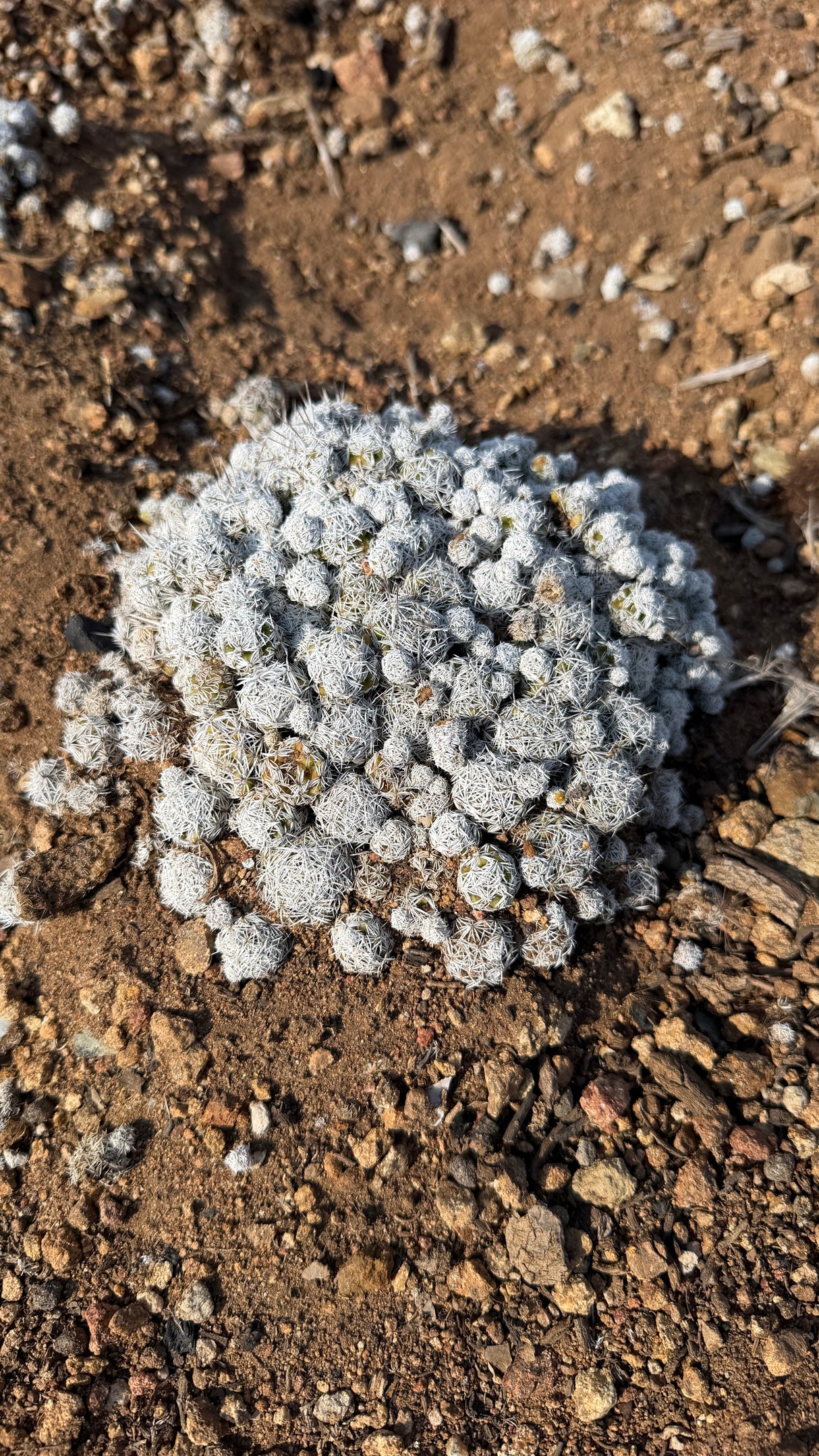 Close view of the white spined Thimble Cactus heads