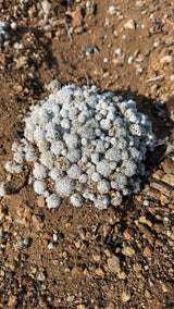 Close view of the white spined Thimble Cactus heads