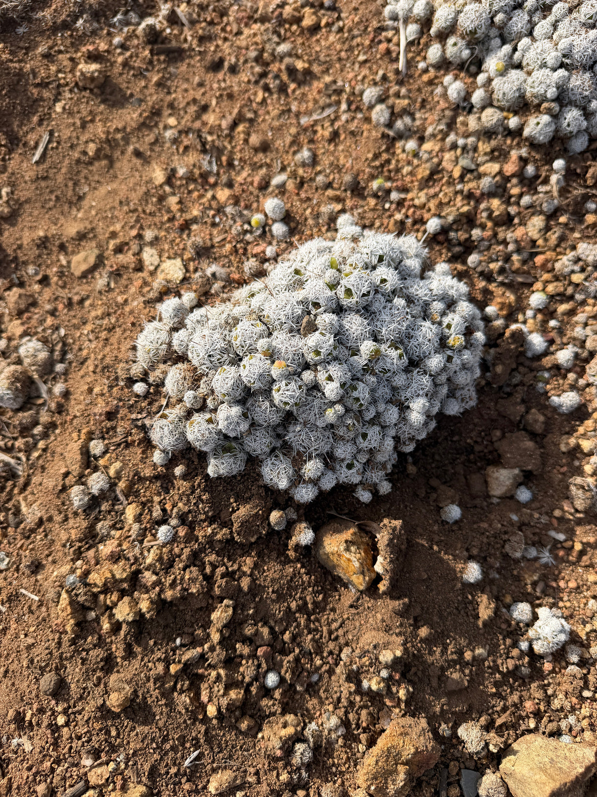 Mammillaria gracilis Thimble Cactus mound of dozens of small white spined heads