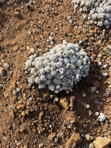 Mammillaria gracilis Thimble Cactus mound of dozens of small white spined heads