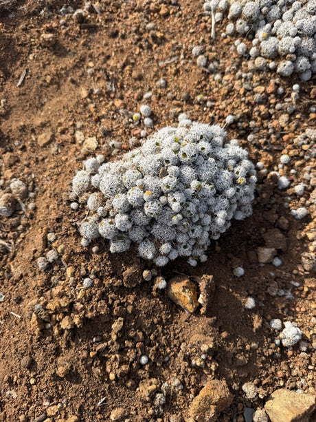 Mammillaria gracilis Thimble Cactus mound of dozens of small white spined heads