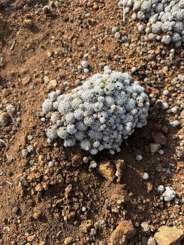 Mammillaria gracilis Thimble Cactus mound of dozens of small white spined heads