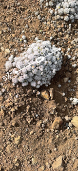 Thimble Cactus mound measured at about 5.5 inches across with an AR ruler