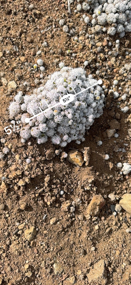 Thimble Cactus mound measured at about 5.5 inches across with an AR ruler