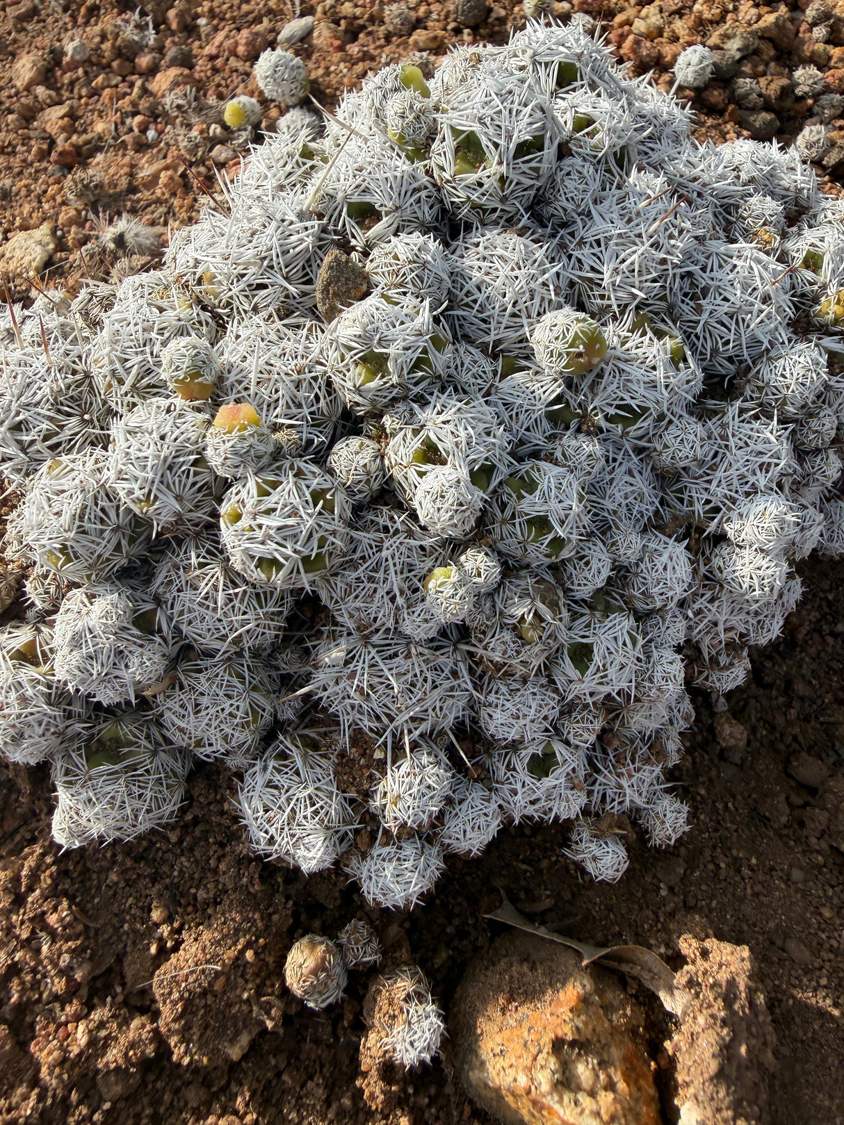 Close view of Thimble Cactus heads densely covered in interlacing white spines