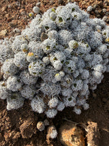 Close view of Thimble Cactus heads densely covered in interlacing white spines