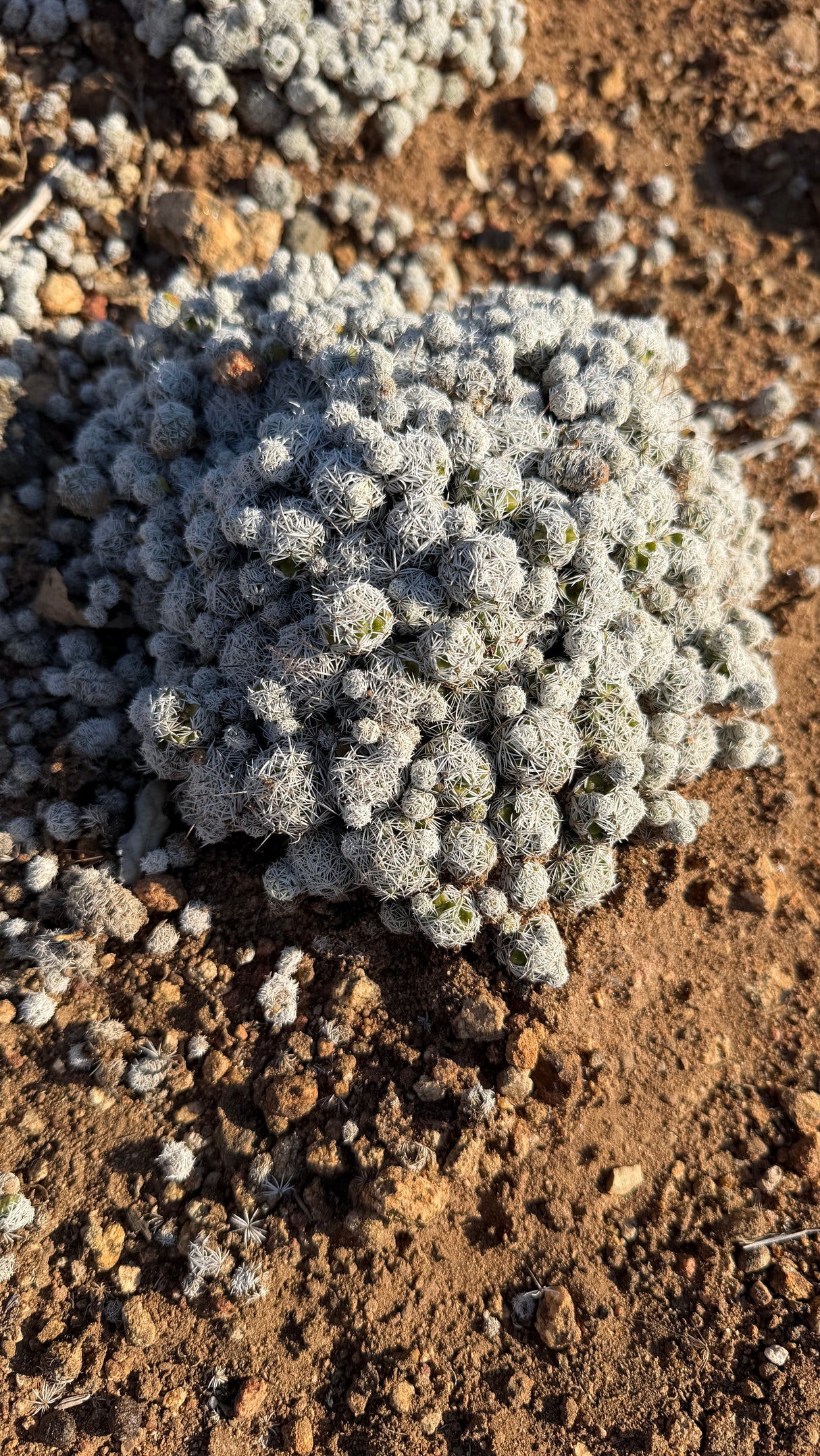 Mammillaria gracilis Thimble Cactus mound of dozens of small white-spined heads