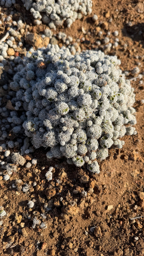 Mammillaria gracilis Thimble Cactus mound of dozens of small white-spined heads