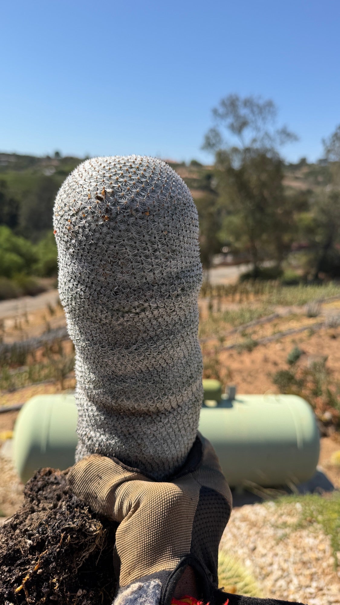 Snowball Cactus Mammillaria candida white spined column at the nursery, bare root one of a kind specimen