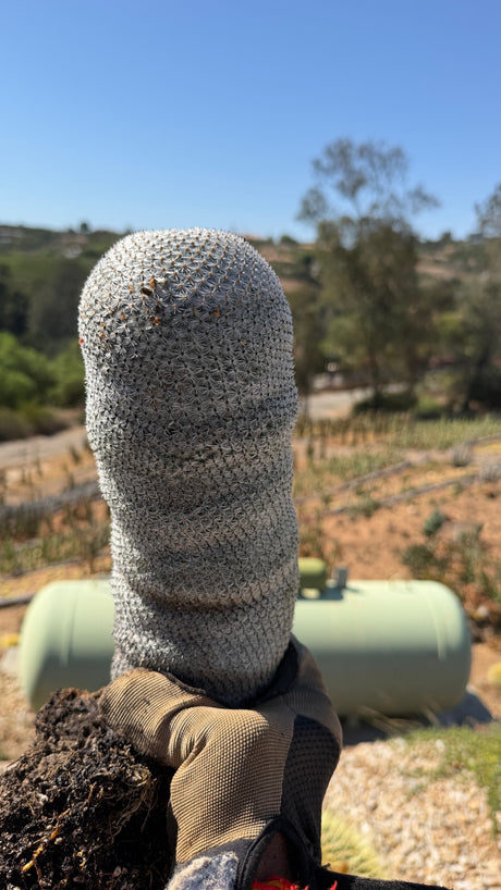 Snowball Cactus Mammillaria candida white spined column at the nursery, bare root one of a kind specimen