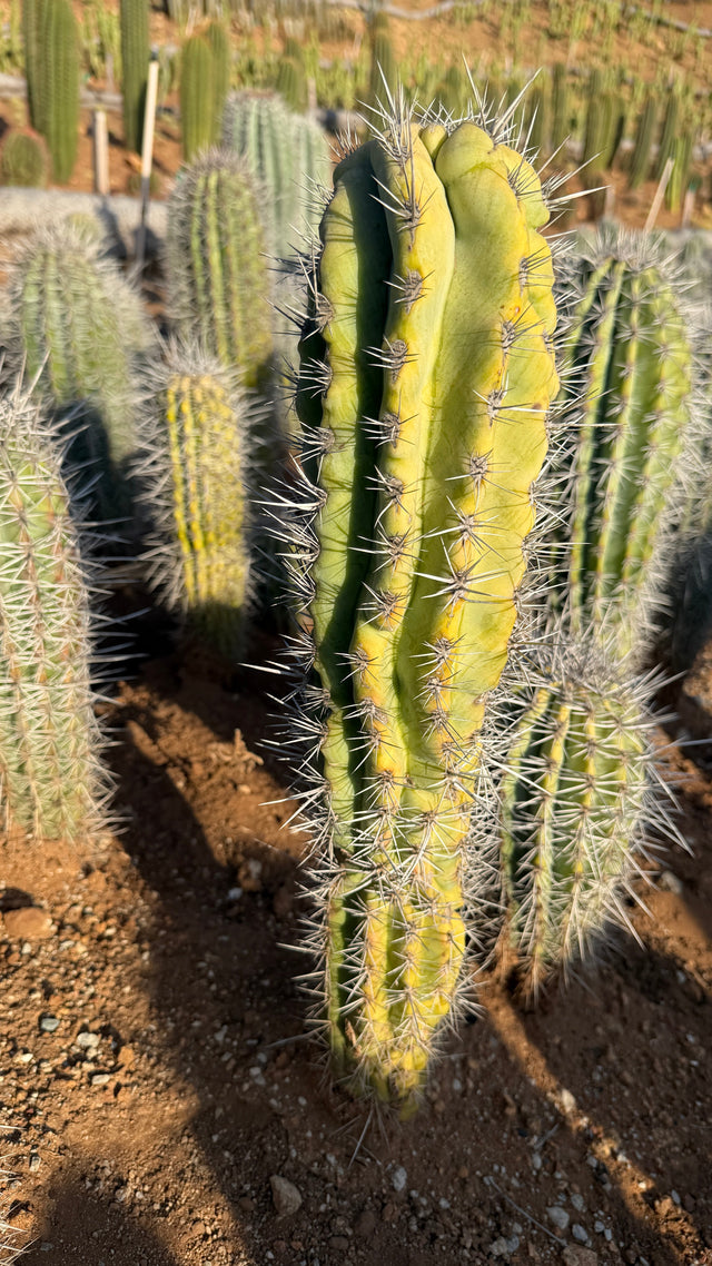 Monstrose Pachycereus pringlei Cardon with knobbed irregular columnar growth and long silver spines