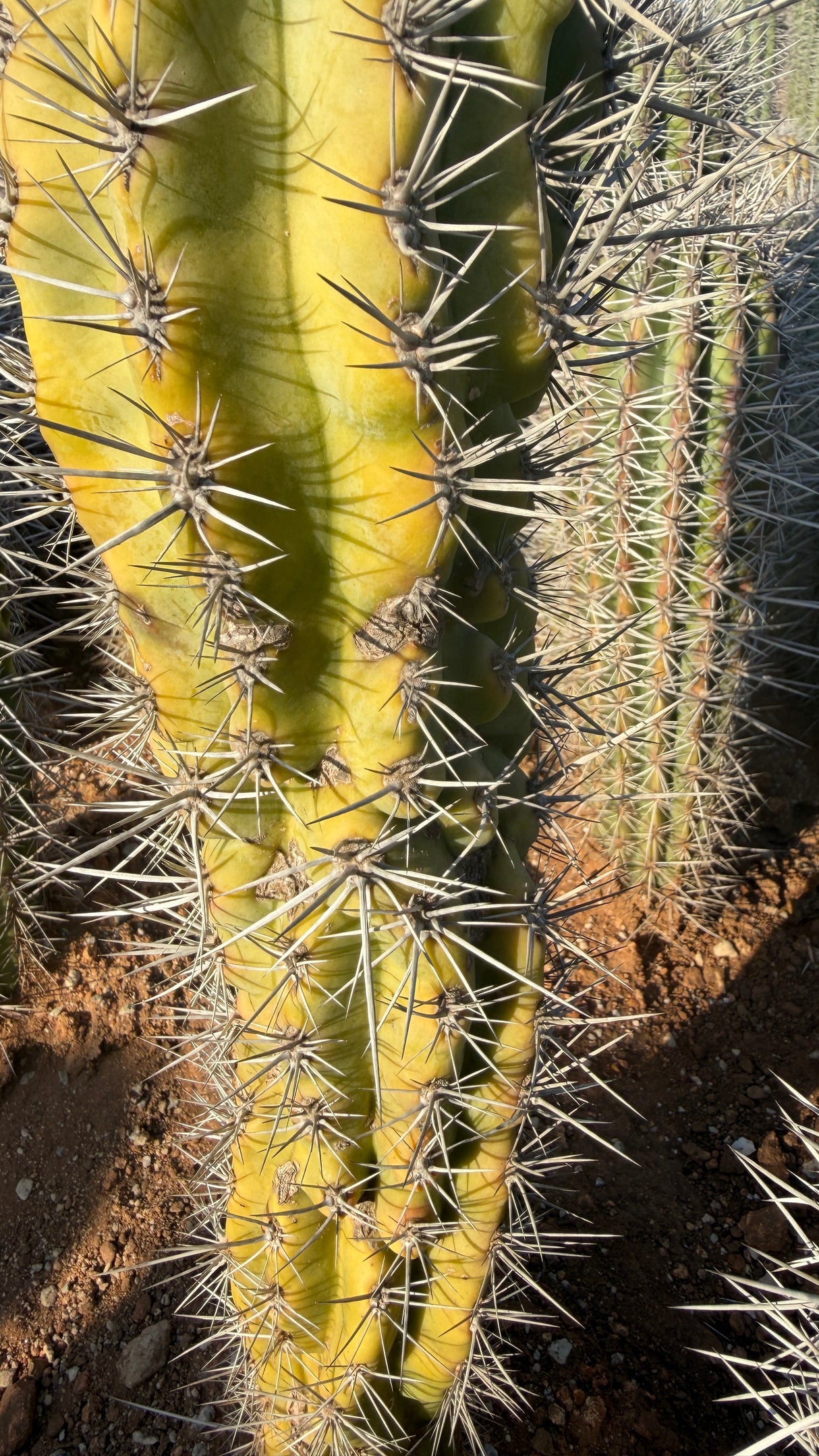 Close view of the folded monstrose growth on a Pachycereus pringlei stem
