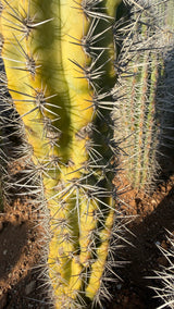 Close view of the folded monstrose growth on a Pachycereus pringlei stem