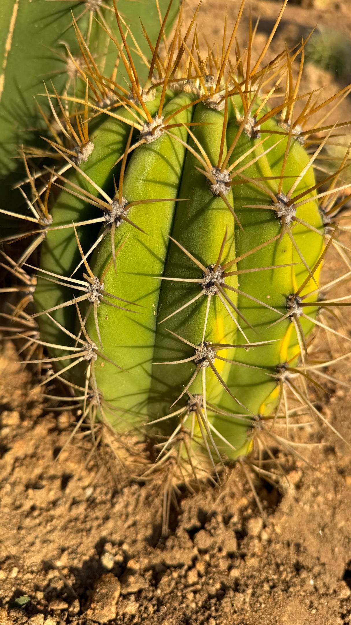 Back view of a young variegated Trichocereus terscheckii