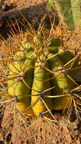 Crown of a variegated Argentine Saguaro with golden amber spines
