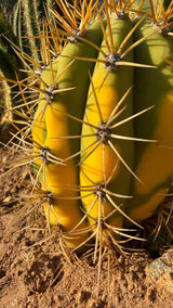 Close view of yellow variegation and gold spines on Trichocereus terscheckii