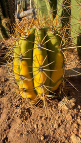 Young variegated Trichocereus terscheckii with lemon yellow variegation and gold spines