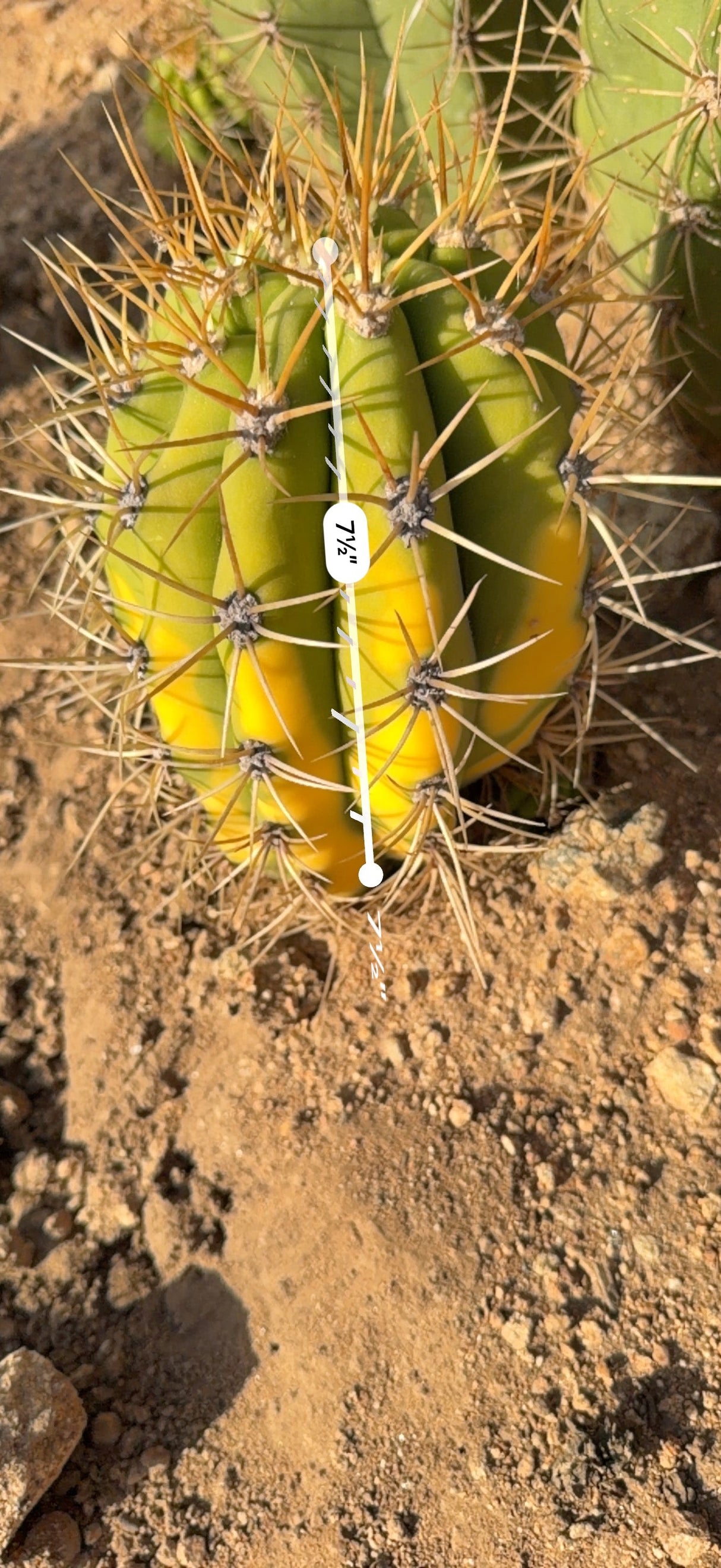Variegated Argentine Saguaro measured at 7.5 inches tall
