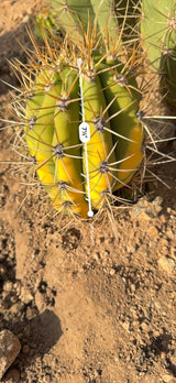 Variegated Argentine Saguaro measured at 7.5 inches tall